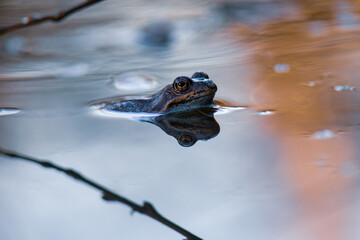 frog in the pond