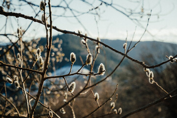 willow in the moutain