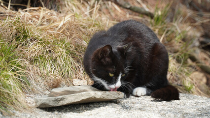 A young tuxedo cat walking into the world.