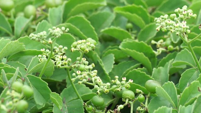 Causonis trifolia (Also called bush Grape, fox-grape, three-leaved wild vine, threeleaf cayratia) in nature.  This plant has black-colored berries and its plant used for antidiabetic