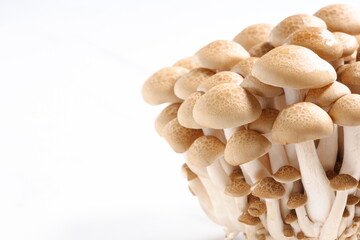 オルニチンをたくさん含んだ健康食品のブナシメジ