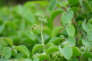 Causonis trifolia (Also called bush Grape, fox-grape, three-leaved wild vine, threeleaf cayratia) in nature.  This plant has black-colored berries and its plant used for antidiabetic