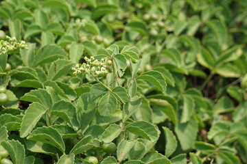 Causonis trifolia (Also called bush Grape, fox-grape, three-leaved wild vine, threeleaf cayratia) in nature.  This plant has black-colored berries and its plant used for antidiabetic