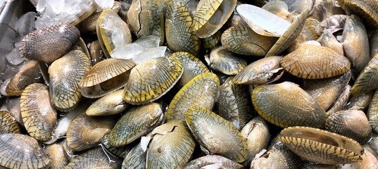 Paphia undulata,Baby clam,Venus shell,Undulated surf clam,Batik clam.
Paphia Undulata  on ice in a seafood market, close-up.