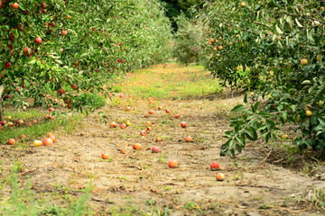 Apple garden with ripe apples - 593962180