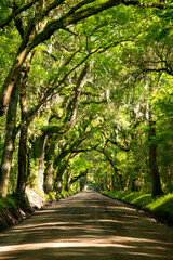 South Carolina remote beach and garden