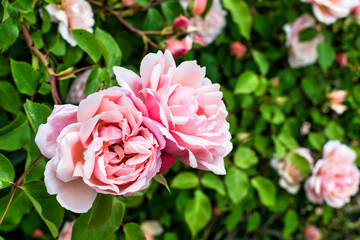 Obraz premium pink rose bush