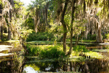 Ancient Lush Gardens and Greenhouse in Magnolia Plantation