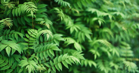 Sorbaria sorbifolia, the leaves of shrub. Green background, the plant in the nature, banner with copy space. High quality photo