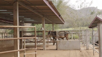 Brahman Cattle Farming Industry in Asia.Cows are eating grass in the open farm.