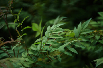 Sorbaria sorbifolia, the leaves of shrub. Green background, the plant in the nature with copy space. High quality photo