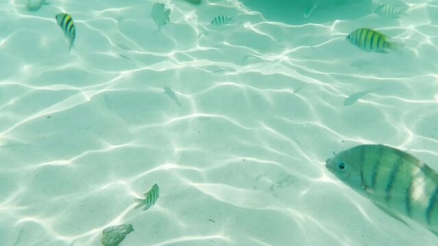 Many tiger stripes live in the shallow waters lit by the sun in Thailand.