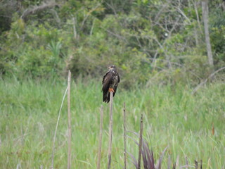  Gavi&atilde;o Caramujeiro