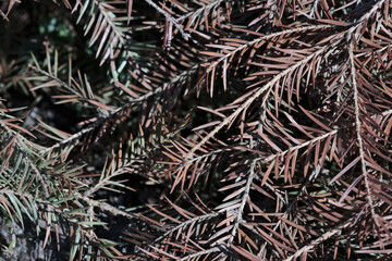 Close up of the branches of a pine tree in the garden.