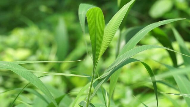 Setaria palmifolia (Rumput Setaria, Jamarak, palmgrass, highland) grass. It is grown as a vegetable crop in Papua New Guinea