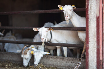 White goats with ear tags on a farm. Goat milk dairy production. Goat fencing system. Selective focus.