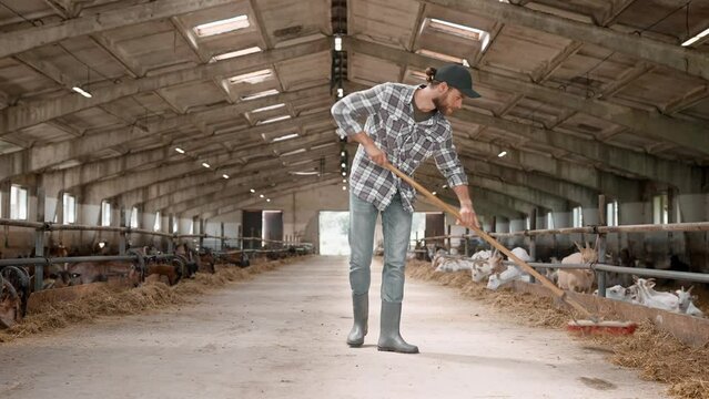 Handsome Caucasian man carefully working in goat farm. Wearing boots and work uniform. Attractive worker holding broom, sweeping and cleaning barn while lambs eating hay. Farming business industry.