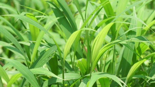 Setaria palmifolia (Rumput Setaria, Jamarak, palmgrass, highland) grass. It is grown as a vegetable crop in Papua New Guinea