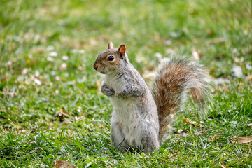 Monza: photo of a Squirrel with a chestnut in the Monza park, Italy