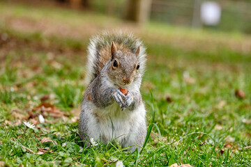 Monza: photo of a Squirrel with a chestnut in the Monza park, Italy