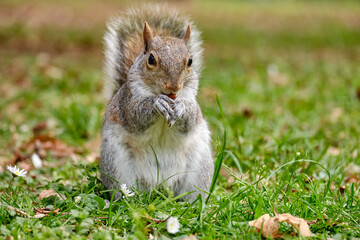 Monza: photo of a Squirrel with a chestnut in the Monza park, Italy