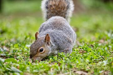 Obraz premium Monza: photo of a Squirrel with a chestnut in the Monza park, Italy