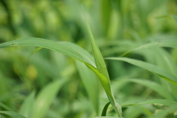 Setaria palmifolia (Rumput Setaria, Jamarak, palmgrass, highland) grass. It is grown as a vegetable crop in Papua New Guinea