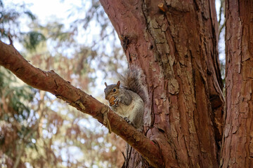 Monza: photo of a Squirrel with a chestnut in the Monza park, Italy