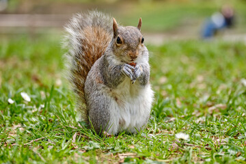 Monza: photo of a Squirrel with a chestnut in the Monza park, Italy