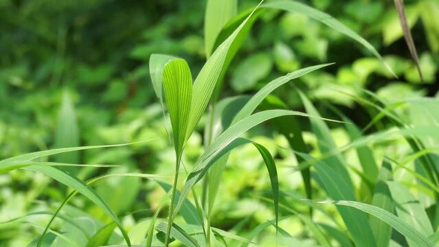 Setaria palmifolia (Rumput Setaria, Jamarak, palmgrass, highland) grass. It is grown as a vegetable crop in Papua New Guinea