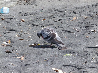 Fototapeta premium 鳩