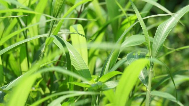 Setaria palmifolia (Rumput Setaria, Jamarak, palmgrass, highland) grass. It is grown as a vegetable crop in Papua New Guinea