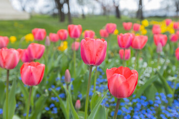 A close-up of a bright red tulips, delicately swaying in the breeze, highlighting its beauty and fragility amid the freshness of nature. Springtime.