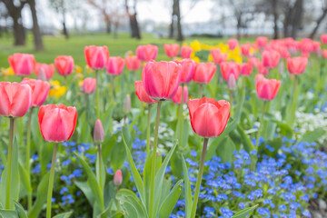 A close-up of a bright red tulips, delicately swaying in the breeze, highlighting its beauty and fragility amid the freshness of nature. Springtime.