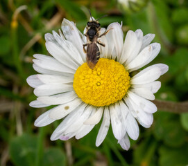 Obraz premium Bee fell asleep in a yellow flower, extreme close up macro shot