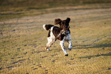 Kleiner Münsterländer young dog. smaller Münsterländer. Perfect hunting dog.	

