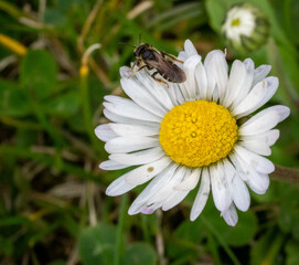 Fototapeta premium Bee fell asleep in a yellow flower, extreme close up macro shot
