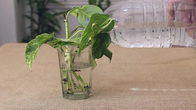 Plant propagation concept: Slow motion water pour over Scindapsus cuttings