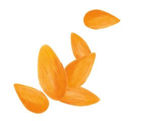 almond nuts illustrations