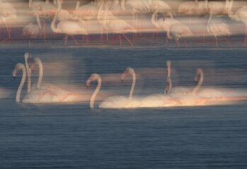 A slow shutter panning shot of Greater Flamingos in the morning at Tubli bay, Bahrain