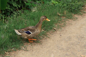 Single domestic duck