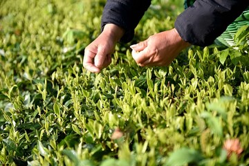 picking tea leaves