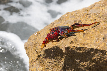 Red Rock Crab, grapsus adscensionis, also know as Sally Lightfoot Crab, on rocks at the water's edge, Playa de la Pared, Fuerteventura