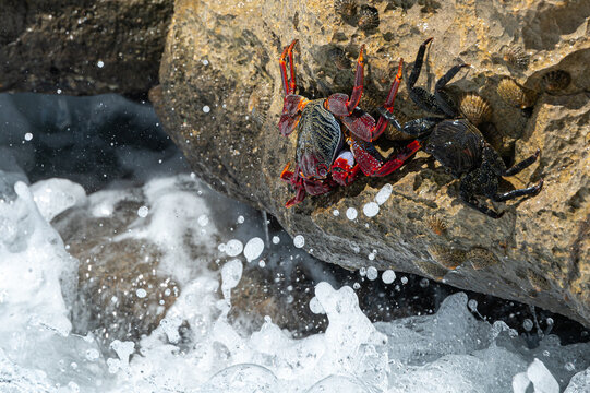 Red Rock Crab, grapsus adscensionis, also know as Sally Lightfoot Crab, clinging onto rocks at the water's edge, Playa de la Pared, Fuerteventura