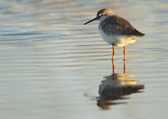 A Redshank at Asker marsh with reflection on water, Bahrain