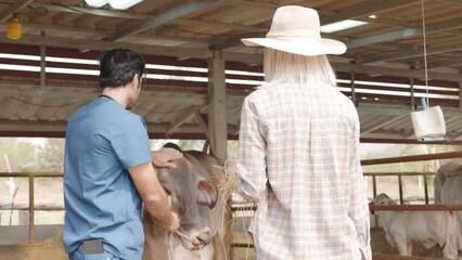 Brahman cattle being checked for health by a livestock doctor and rancher in a clean pen. cattle breeding farm
