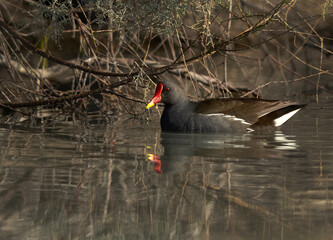 Common Moorhen at Asker marsh, Bahrain