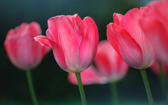 red tulip in the garden