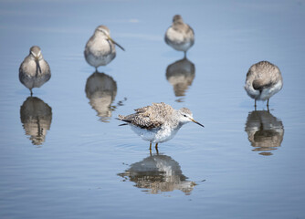 A Yellowlegs ruffles its feathers while its friends relax at Merritt Island National Wildlife Refuge, Florida.