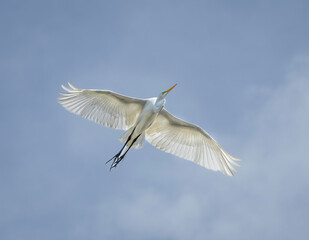 A Great Egret in flight in St. Augustine, Florida.